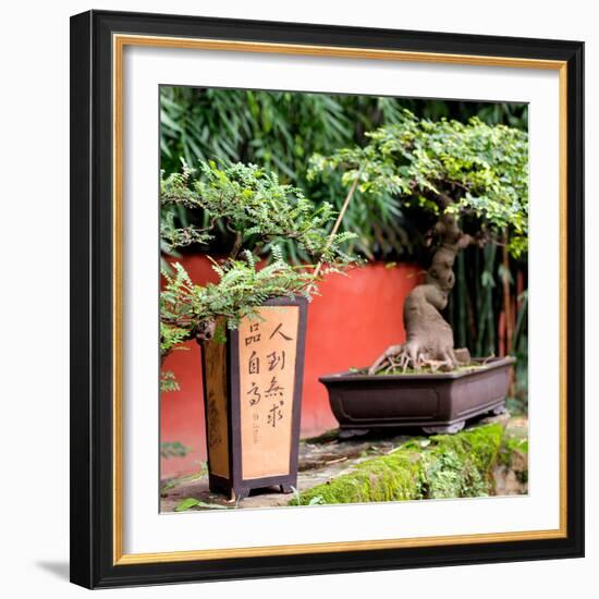 China 10MKm2 Collection - Bonsai Trees-Philippe Hugonnard-Framed Photographic Print