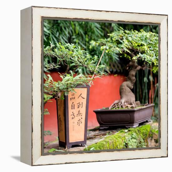 China 10MKm2 Collection - Bonsai Trees-Philippe Hugonnard-Framed Premier Image Canvas