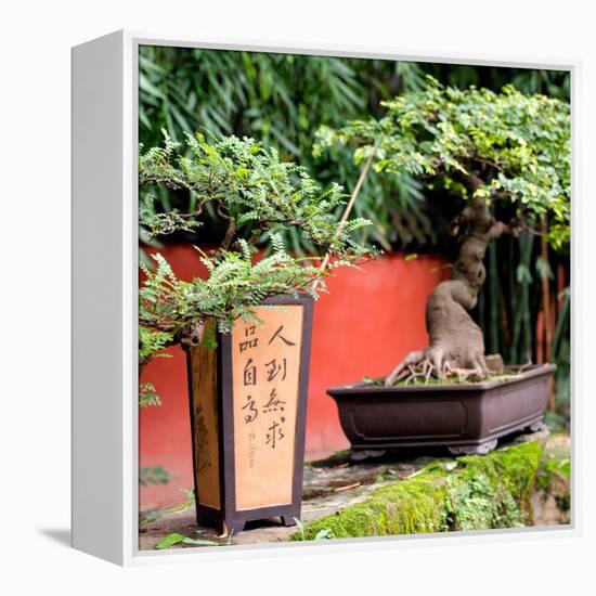 China 10MKm2 Collection - Bonsai Trees-Philippe Hugonnard-Framed Premier Image Canvas