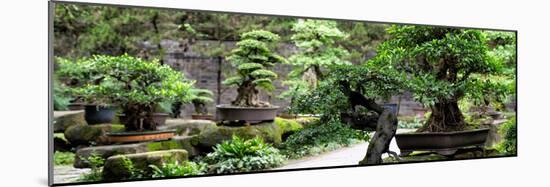 China 10MKm2 Collection - Bonsai Trees-Philippe Hugonnard-Mounted Photographic Print