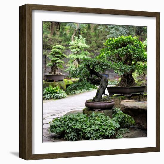 China 10MKm2 Collection - Bonsai Trees-Philippe Hugonnard-Framed Photographic Print