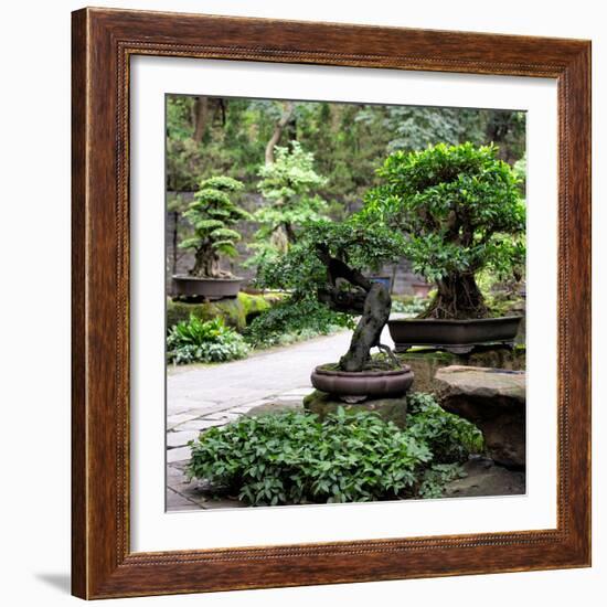 China 10MKm2 Collection - Bonsai Trees-Philippe Hugonnard-Framed Photographic Print