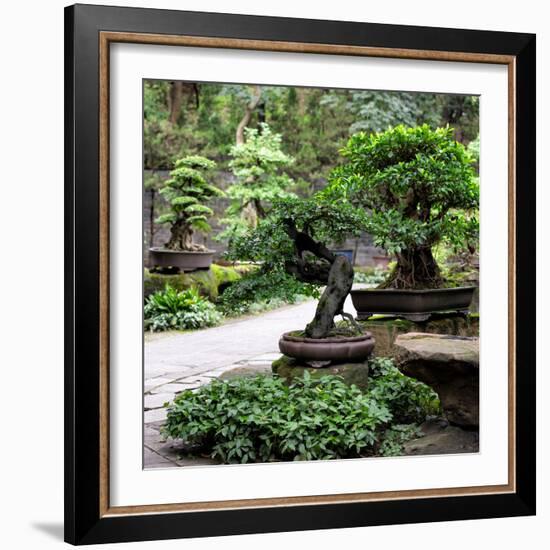 China 10MKm2 Collection - Bonsai Trees-Philippe Hugonnard-Framed Photographic Print