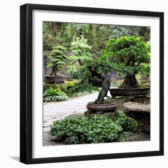 China 10MKm2 Collection - Bonsai Trees-Philippe Hugonnard-Framed Photographic Print