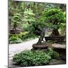 China 10MKm2 Collection - Bonsai Trees-Philippe Hugonnard-Mounted Photographic Print