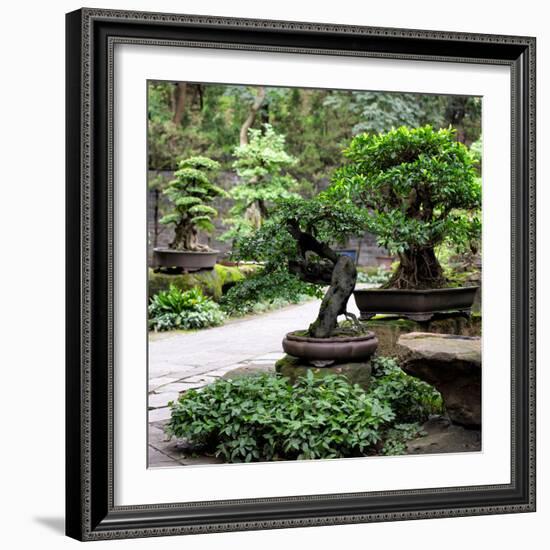 China 10MKm2 Collection - Bonsai Trees-Philippe Hugonnard-Framed Photographic Print