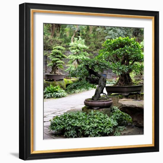 China 10MKm2 Collection - Bonsai Trees-Philippe Hugonnard-Framed Photographic Print