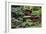 China 10MKm2 Collection - Bonsai Trees-Philippe Hugonnard-Framed Photographic Print