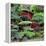 China 10MKm2 Collection - Bonsai Trees-Philippe Hugonnard-Framed Premier Image Canvas