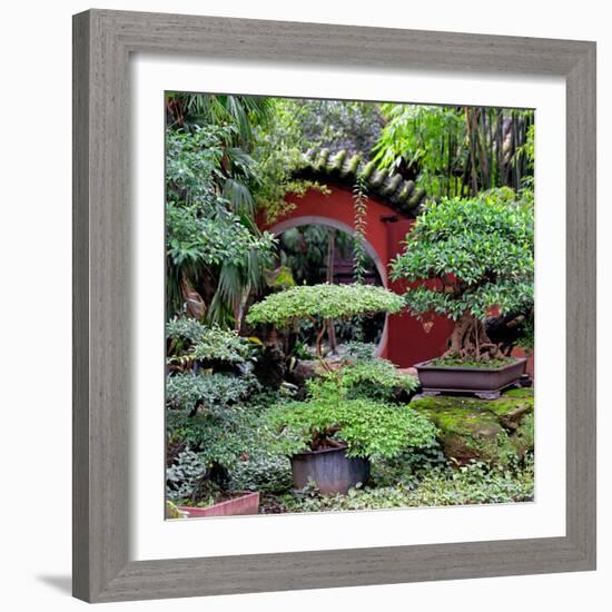 China 10MKm2 Collection - Bonsai Trees-Philippe Hugonnard-Framed Photographic Print