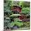 China 10MKm2 Collection - Bonsai Trees-Philippe Hugonnard-Mounted Photographic Print