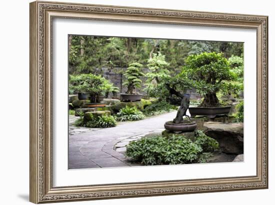 China 10MKm2 Collection - Bonsai Trees-Philippe Hugonnard-Framed Photographic Print