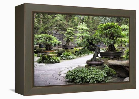 China 10MKm2 Collection - Bonsai Trees-Philippe Hugonnard-Framed Premier Image Canvas