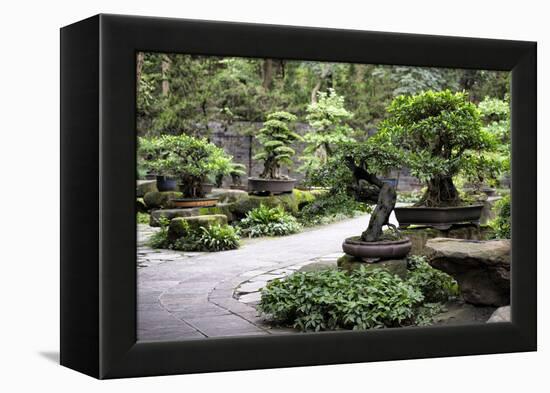 China 10MKm2 Collection - Bonsai Trees-Philippe Hugonnard-Framed Premier Image Canvas