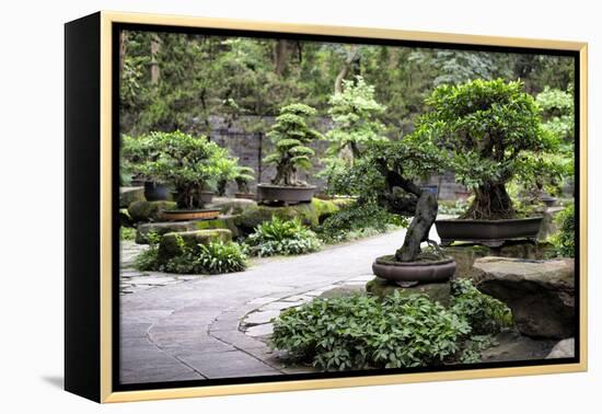 China 10MKm2 Collection - Bonsai Trees-Philippe Hugonnard-Framed Premier Image Canvas