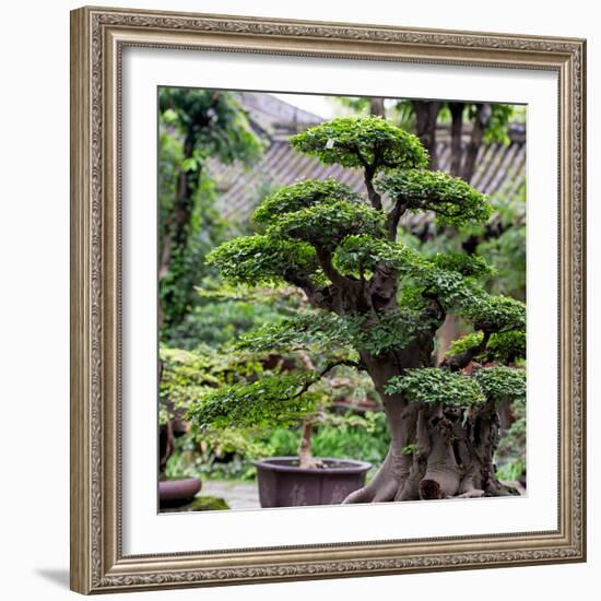 China 10MKm2 Collection - Bonsai Trees-Philippe Hugonnard-Framed Photographic Print