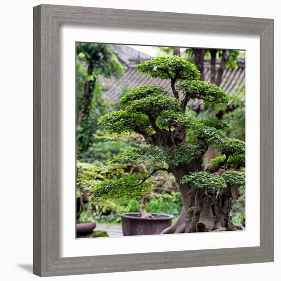 China 10MKm2 Collection - Bonsai Trees-Philippe Hugonnard-Framed Photographic Print