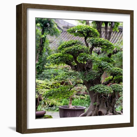 China 10MKm2 Collection - Bonsai Trees-Philippe Hugonnard-Framed Photographic Print