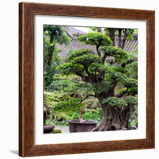 China 10MKm2 Collection - Bonsai Trees-Philippe Hugonnard-Framed Photographic Print