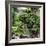 China 10MKm2 Collection - Bonsai Trees-Philippe Hugonnard-Framed Photographic Print