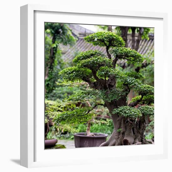 China 10MKm2 Collection - Bonsai Trees-Philippe Hugonnard-Framed Photographic Print
