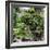 China 10MKm2 Collection - Bonsai Trees-Philippe Hugonnard-Framed Photographic Print