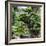 China 10MKm2 Collection - Bonsai Trees-Philippe Hugonnard-Framed Photographic Print