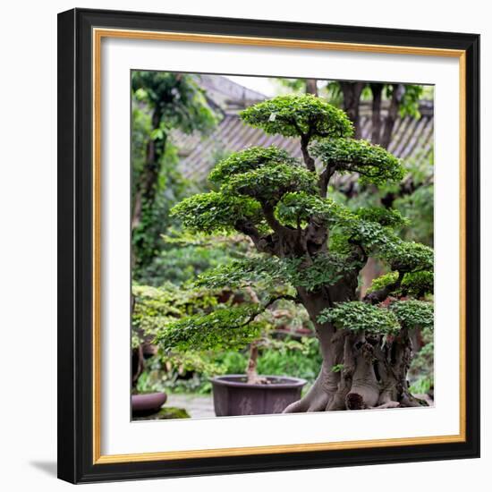 China 10MKm2 Collection - Bonsai Trees-Philippe Hugonnard-Framed Photographic Print