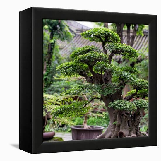 China 10MKm2 Collection - Bonsai Trees-Philippe Hugonnard-Framed Premier Image Canvas