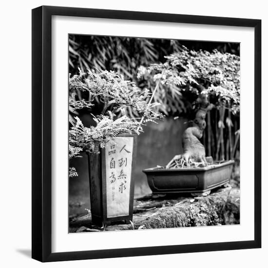 China 10MKm2 Collection - Bonsai Trees-Philippe Hugonnard-Framed Photographic Print