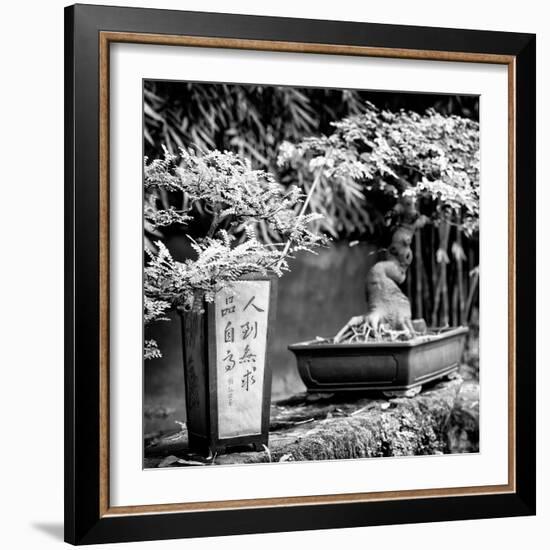 China 10MKm2 Collection - Bonsai Trees-Philippe Hugonnard-Framed Photographic Print