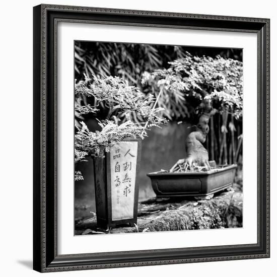 China 10MKm2 Collection - Bonsai Trees-Philippe Hugonnard-Framed Photographic Print