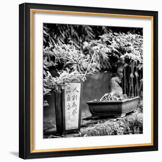 China 10MKm2 Collection - Bonsai Trees-Philippe Hugonnard-Framed Photographic Print