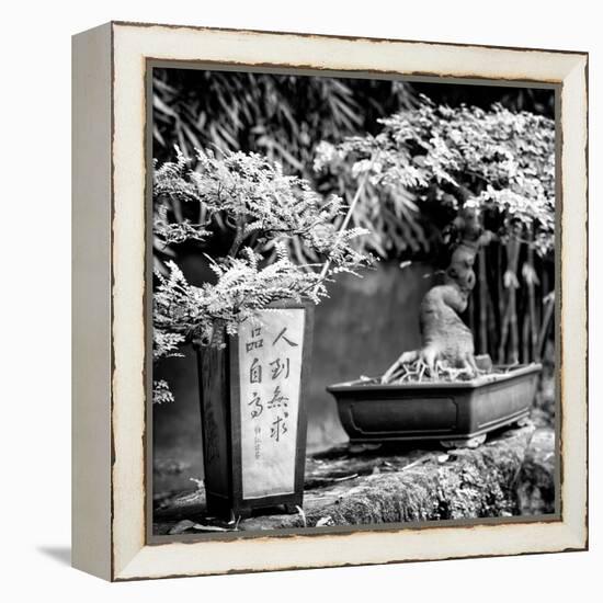 China 10MKm2 Collection - Bonsai Trees-Philippe Hugonnard-Framed Premier Image Canvas