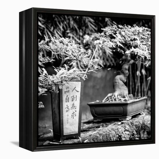 China 10MKm2 Collection - Bonsai Trees-Philippe Hugonnard-Framed Premier Image Canvas