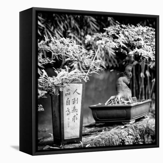 China 10MKm2 Collection - Bonsai Trees-Philippe Hugonnard-Framed Premier Image Canvas