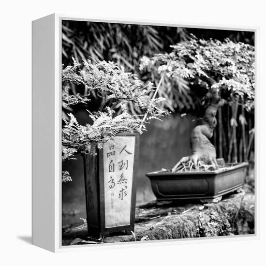 China 10MKm2 Collection - Bonsai Trees-Philippe Hugonnard-Framed Premier Image Canvas