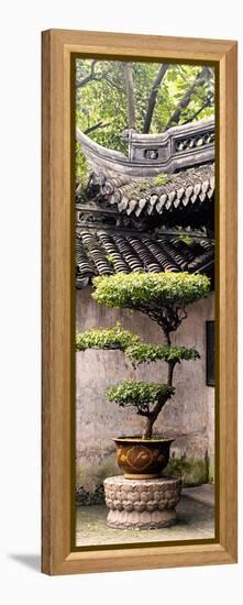 China 10MKm2 Collection - Bonsai-Philippe Hugonnard-Framed Premier Image Canvas