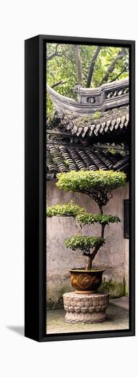 China 10MKm2 Collection - Bonsai-Philippe Hugonnard-Framed Premier Image Canvas