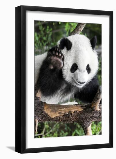 China 10MKm2 Collection - Giant Panda Baby-Philippe Hugonnard-Framed Photographic Print