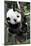 China 10MKm2 Collection - Giant Panda Baby-Philippe Hugonnard-Mounted Photographic Print