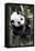 China 10MKm2 Collection - Giant Panda Baby-Philippe Hugonnard-Framed Premier Image Canvas