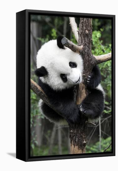 China 10MKm2 Collection - Giant Panda Baby-Philippe Hugonnard-Framed Premier Image Canvas