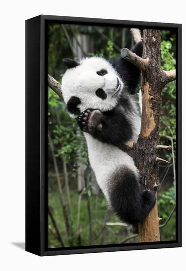 China 10MKm2 Collection - Giant Panda Baby-Philippe Hugonnard-Framed Premier Image Canvas