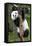 China 10MKm2 Collection - Giant Panda Baby-Philippe Hugonnard-Framed Premier Image Canvas