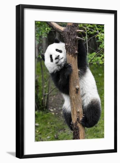 China 10MKm2 Collection - Giant Panda Baby-Philippe Hugonnard-Framed Photographic Print