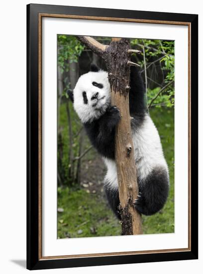 China 10MKm2 Collection - Giant Panda Baby-Philippe Hugonnard-Framed Photographic Print