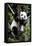 China 10MKm2 Collection - Giant Panda Baby-Philippe Hugonnard-Framed Premier Image Canvas