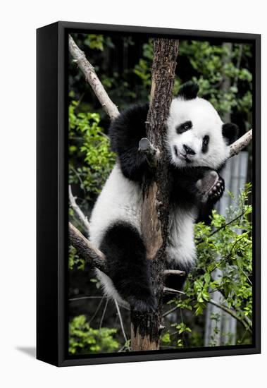 China 10MKm2 Collection - Giant Panda Baby-Philippe Hugonnard-Framed Premier Image Canvas