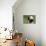 China 10MKm2 Collection - Giant Panda Baby-Philippe Hugonnard-Mounted Photographic Print displayed on a wall